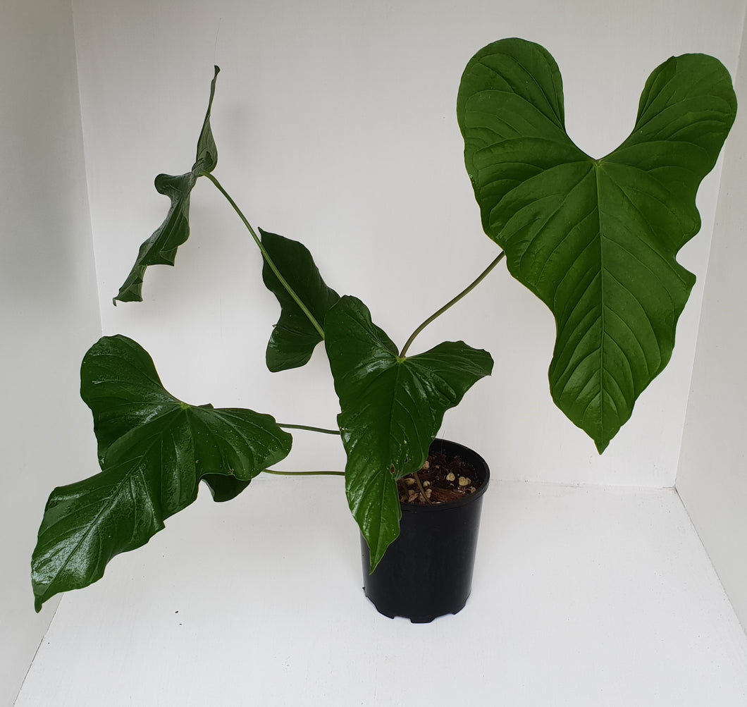 Large Anthurium Balaoanum