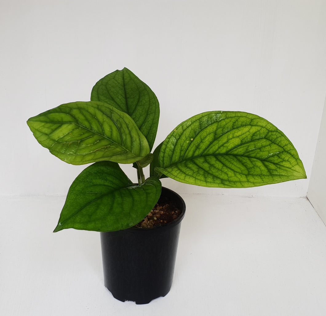 Culcasia Mannii
