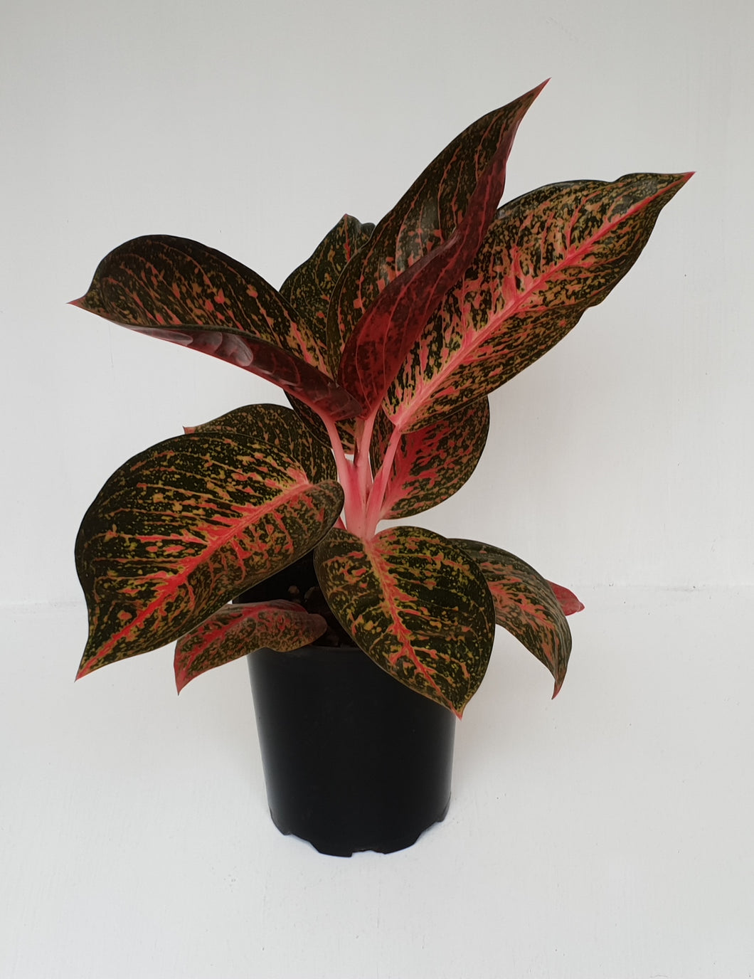 Aglaonema 'Tiara'