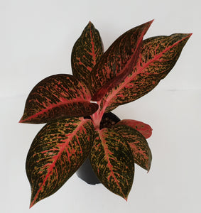 Aglaonema 'Tiara'