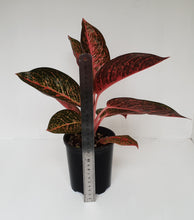 Load image into Gallery viewer, Aglaonema &#39;Tiara&#39;