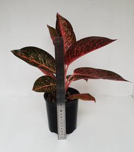 Aglaonema 'Tiara'