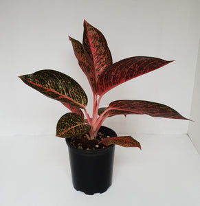 Aglaonema 'Tiara'