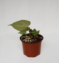 Load image into Gallery viewer, Anthurium &#39;Dark Night&#39;