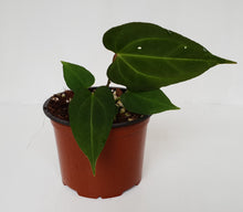 Load image into Gallery viewer, Anthurium &#39;Dark Night&#39;