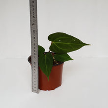 Load image into Gallery viewer, Anthurium &#39;Dark Night&#39;