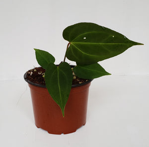 Anthurium 'Dark Night'
