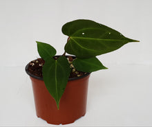 Load image into Gallery viewer, Anthurium &#39;Dark Night&#39;
