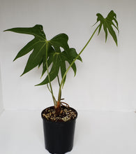 Load image into Gallery viewer, Anthurium Pedatoradiatum