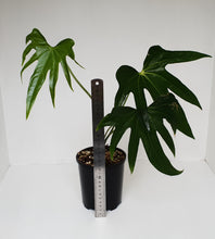Load image into Gallery viewer, Anthurium Pedatoradiatum