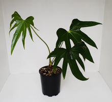 Load image into Gallery viewer, Anthurium Pedatoradiatum