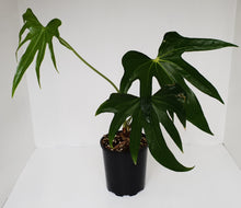 Load image into Gallery viewer, Anthurium Pedatoradiatum