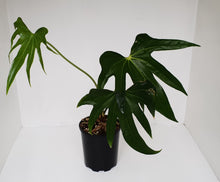 Load image into Gallery viewer, Anthurium Pedatoradiatum