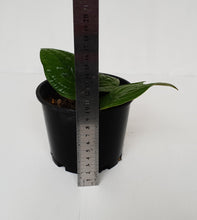 Load image into Gallery viewer, Anthurium Radicans