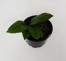 Load image into Gallery viewer, Anthurium Radicans
