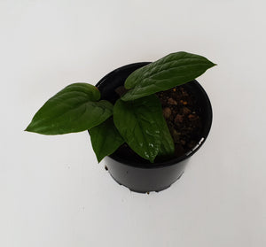 Anthurium Radicans
