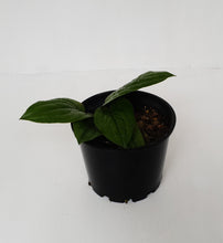 Load image into Gallery viewer, Anthurium Radicans