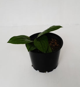 Anthurium Radicans
