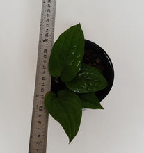 Load image into Gallery viewer, Anthurium Radicans