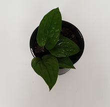 Load image into Gallery viewer, Anthurium Radicans