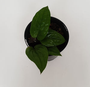 Anthurium Radicans
