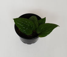 Load image into Gallery viewer, Anthurium Radicans