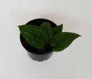 Anthurium Radicans