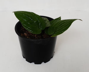 Anthurium Radicans