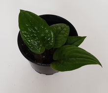 Load image into Gallery viewer, Anthurium Radicans