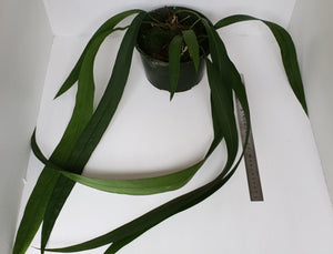 Large Anthurium Vittarifolium