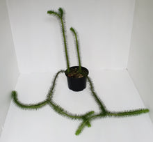 Load image into Gallery viewer, Borneo Water - Tassel Fern