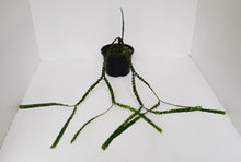 Load image into Gallery viewer, Huperzia Nummularifolia - New Guinea Flat Tassel