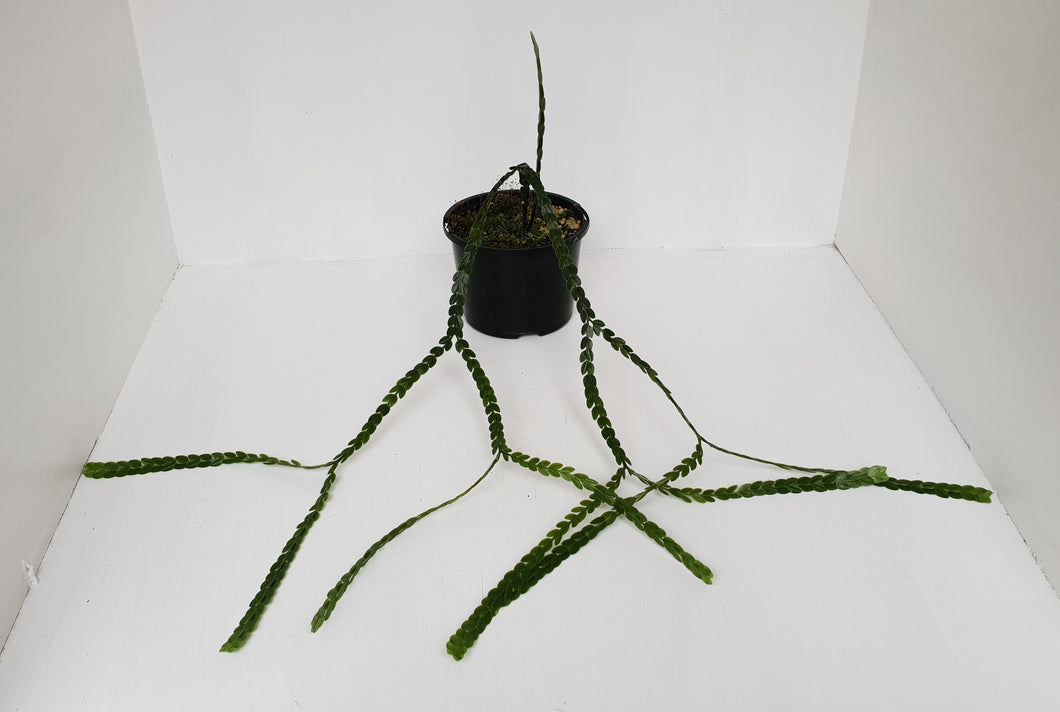 Huperzia Nummularifolia - New Guinea Flat Tassel