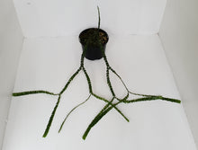 Load image into Gallery viewer, Huperzia Nummularifolia - New Guinea Flat Tassel