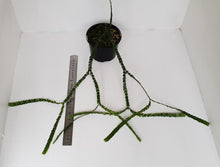 Load image into Gallery viewer, Huperzia Nummularifolia - New Guinea Flat Tassel