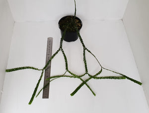Huperzia Nummularifolia - New Guinea Flat Tassel