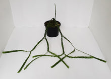 Load image into Gallery viewer, Huperzia Nummularifolia - New Guinea Flat Tassel
