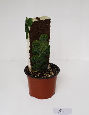 #1 Rhaphidophora Cryptantha