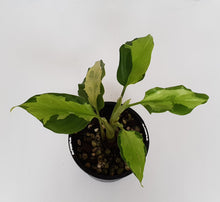 Load image into Gallery viewer, Aglaonema Modestum Medio Pictum / Shingii