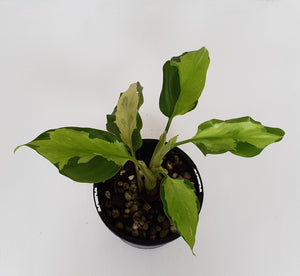 Aglaonema Modestum Medio Pictum / Shingii