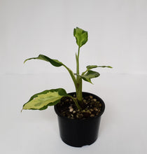 Load image into Gallery viewer, Aglaonema Modestum Medio Pictum / Shingii