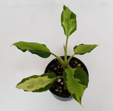 Load image into Gallery viewer, Aglaonema Modestum Medio Pictum / Shingii