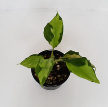 Load image into Gallery viewer, Aglaonema Modestum Medio Pictum / Shingii