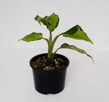 Load image into Gallery viewer, Aglaonema Modestum Medio Pictum / Shingii