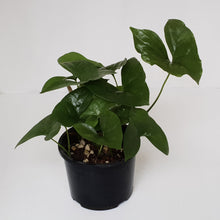 Load image into Gallery viewer, Nephthytis Swainei