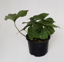 Load image into Gallery viewer, Nephthytis Swainei