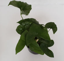 Load image into Gallery viewer, Nephthytis Swainei