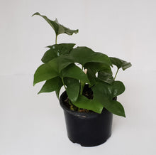 Load image into Gallery viewer, Nephthytis Swainei