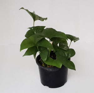 Nephthytis Swainei