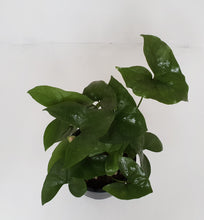 Load image into Gallery viewer, Nephthytis Swainei